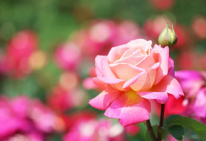 rose-gardening